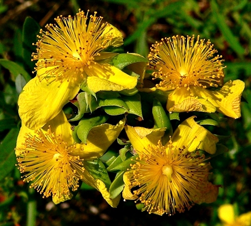 {Hypericum dolabriforme}
